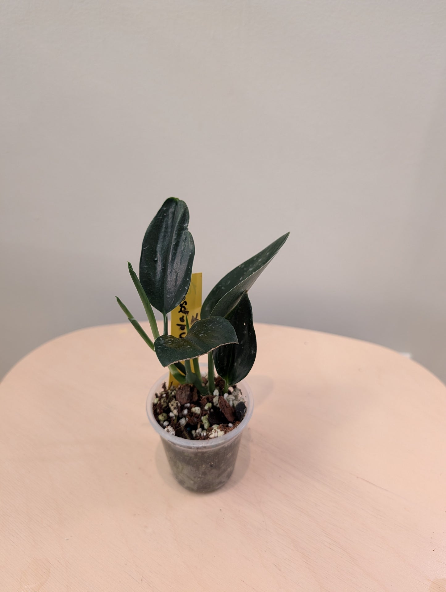 Epipremnum pinnatum marbré panaché