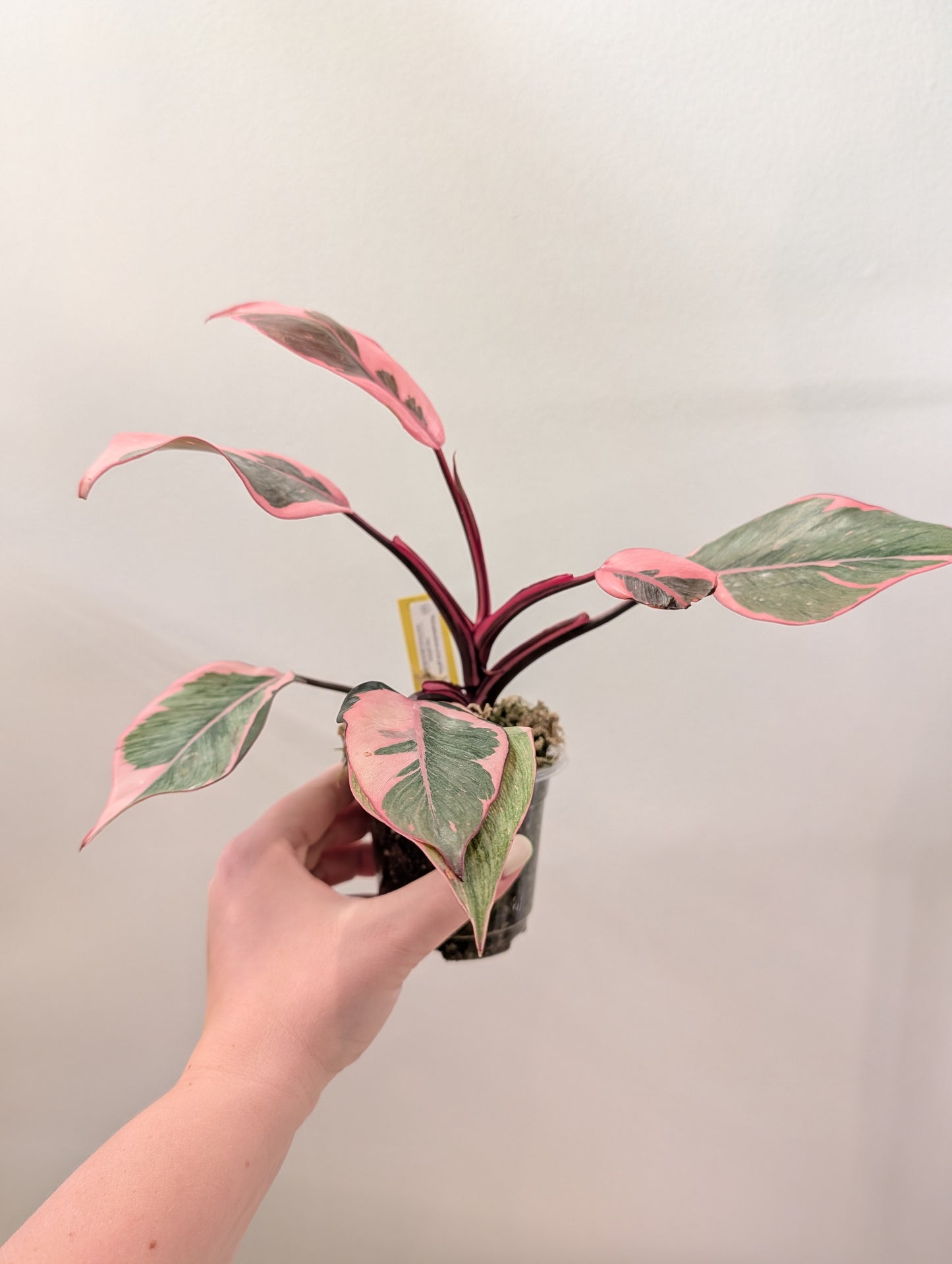 Philodendron pink princess mutation / very bright variegation 🩷