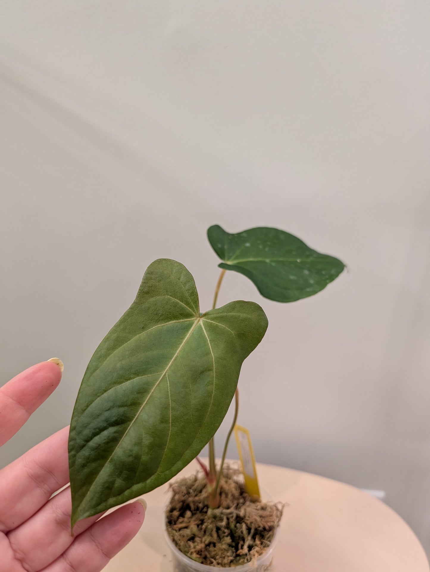 Anthurium Amazon Rabbit