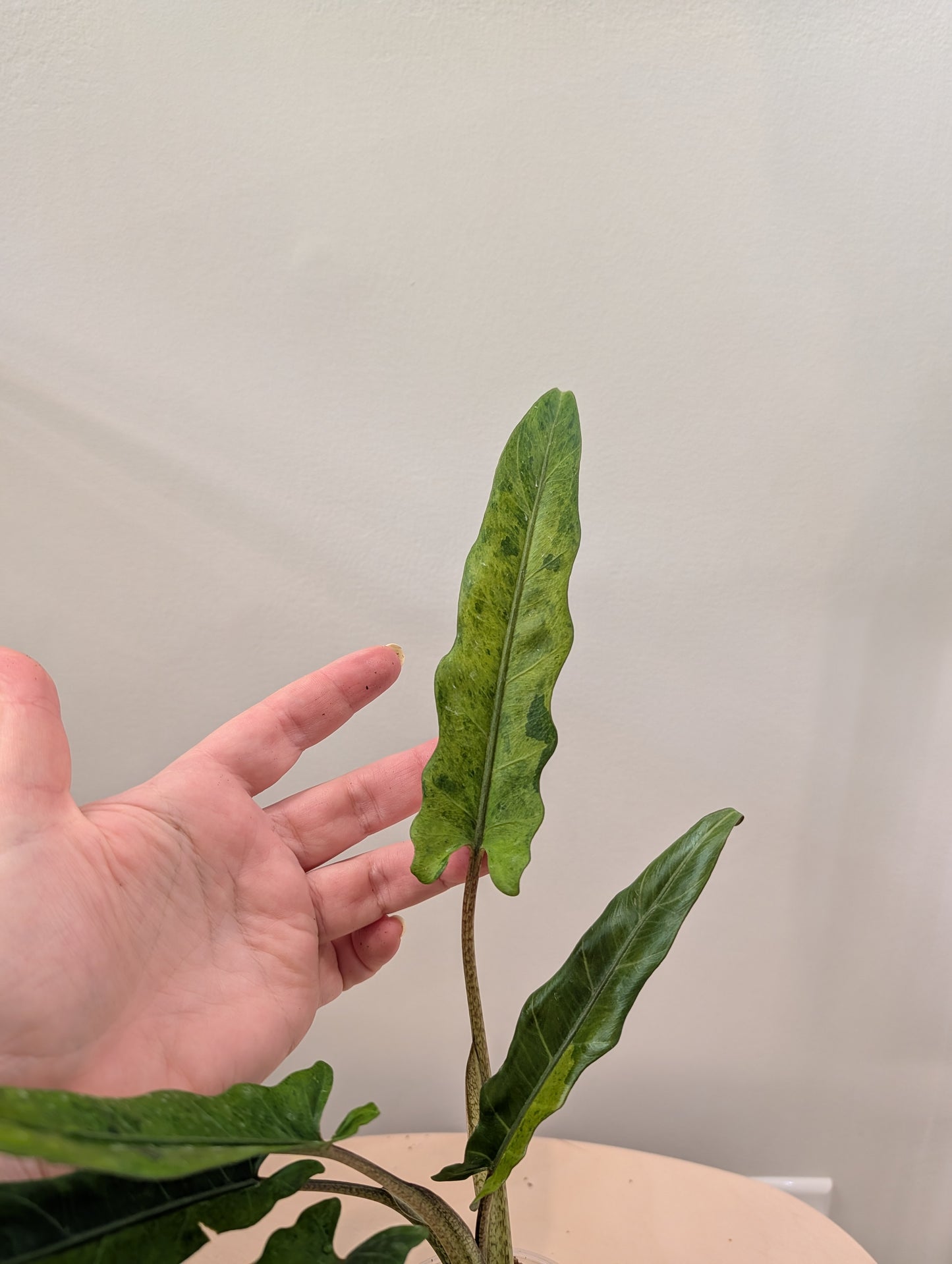 Alocasia lauterbachiana jaune panaché (choix du producteur)