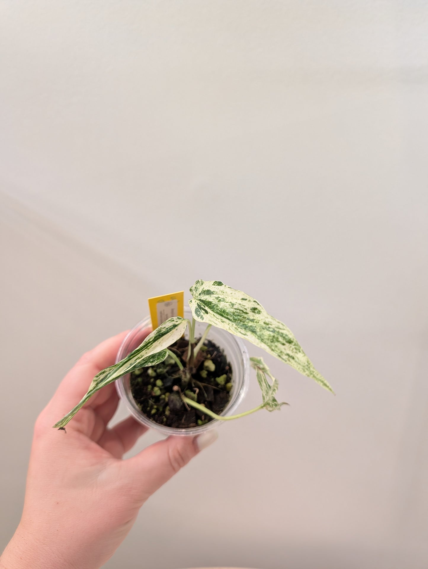 Amydrium medium variegated
