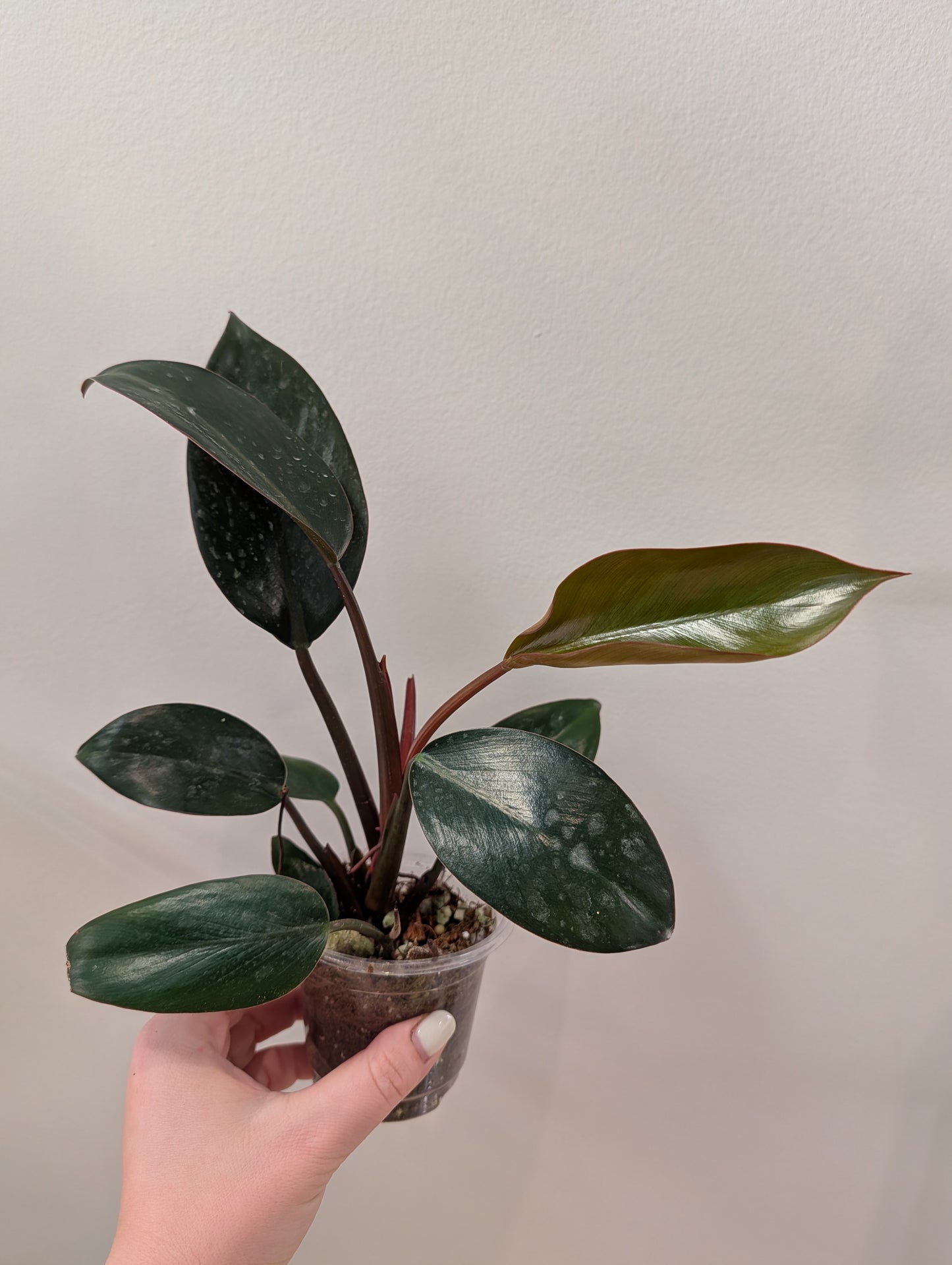 Philodendron Congo panaché / panaché partiel
