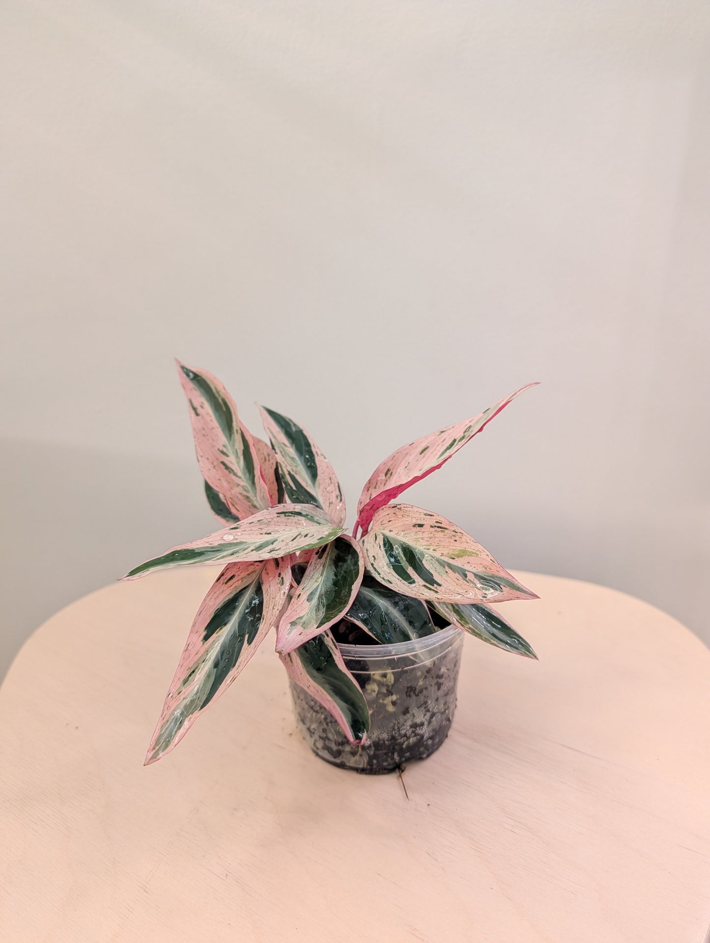 Stromanthe multicolore/ rare 🦄