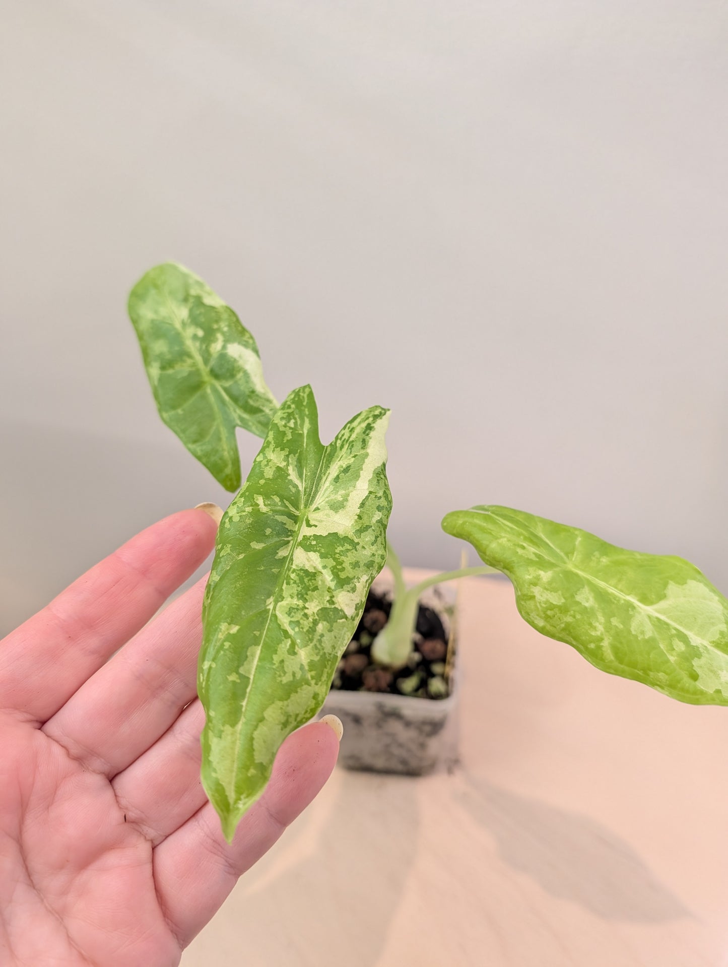 Alocasia acuminata panachée / Alocasia rare 🦄