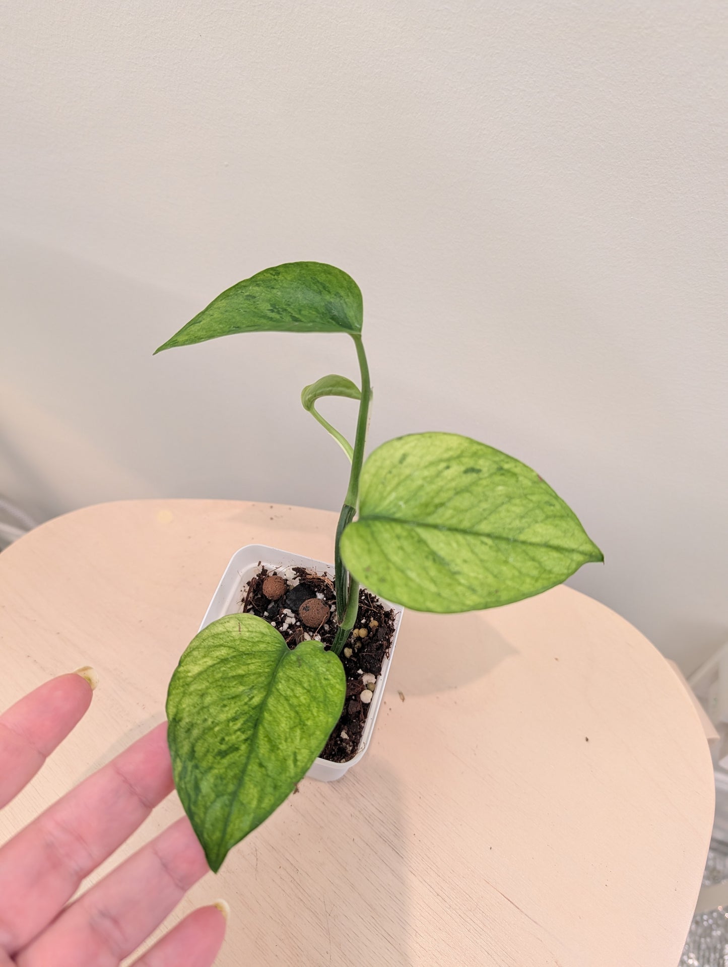 Pothos Jessenia / couleur peu commune