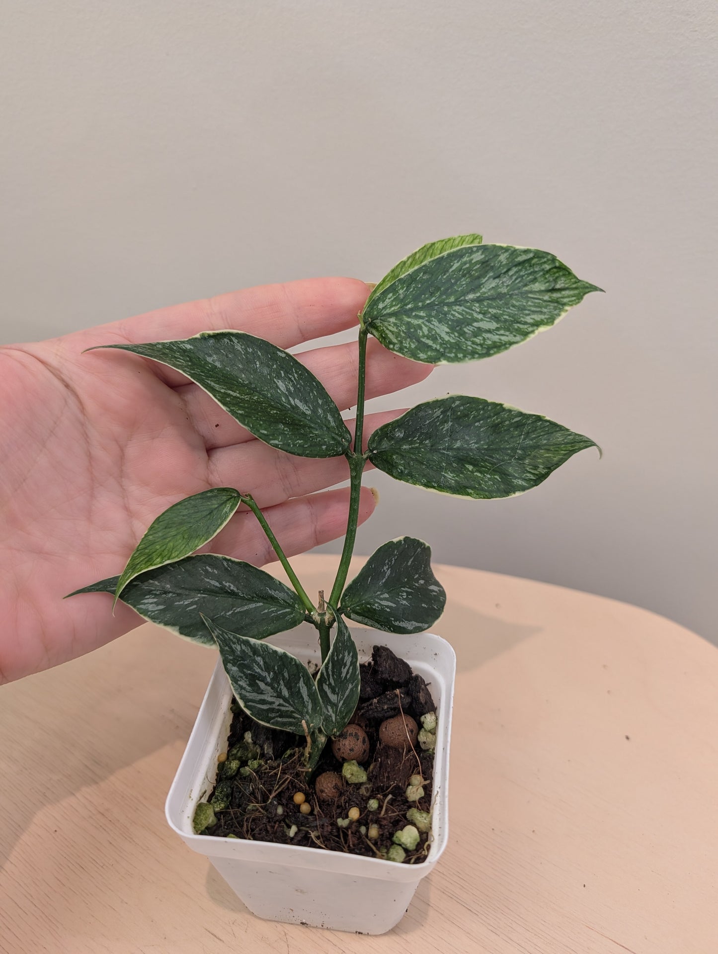 Hoya Polyneura Jasminika panachée