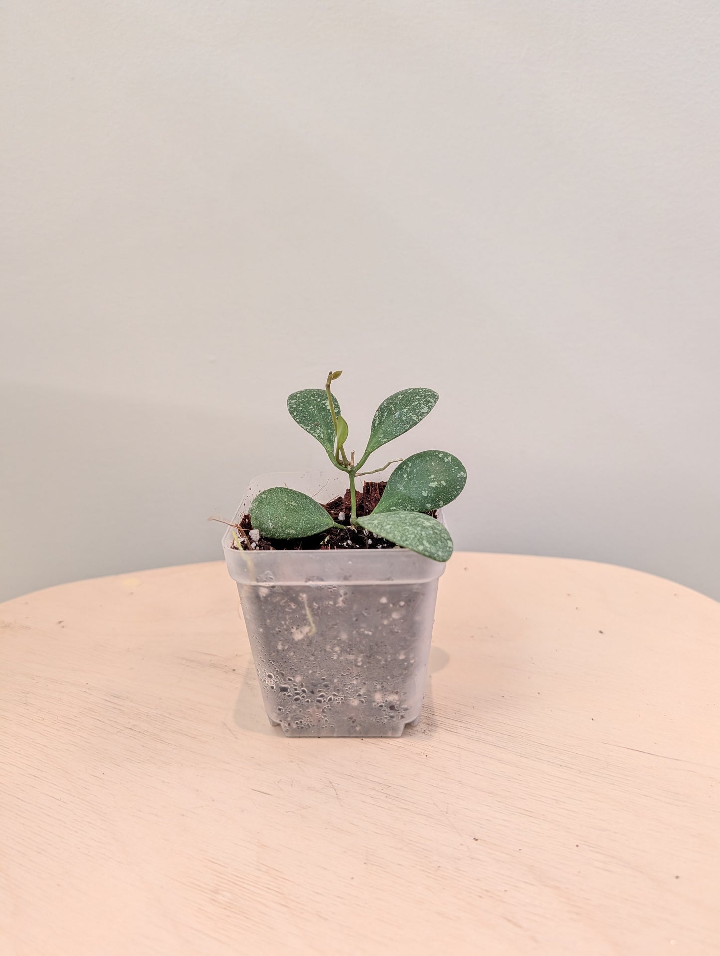 Hoya Lacunosa peau de tigre argentée