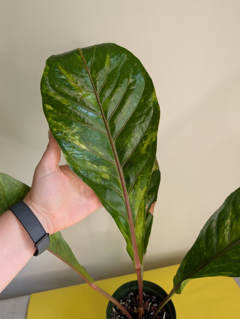 Anthurium hookeri variegated