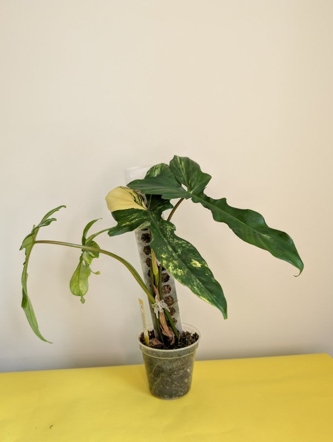 Philodendron Florida & Tortum variegated