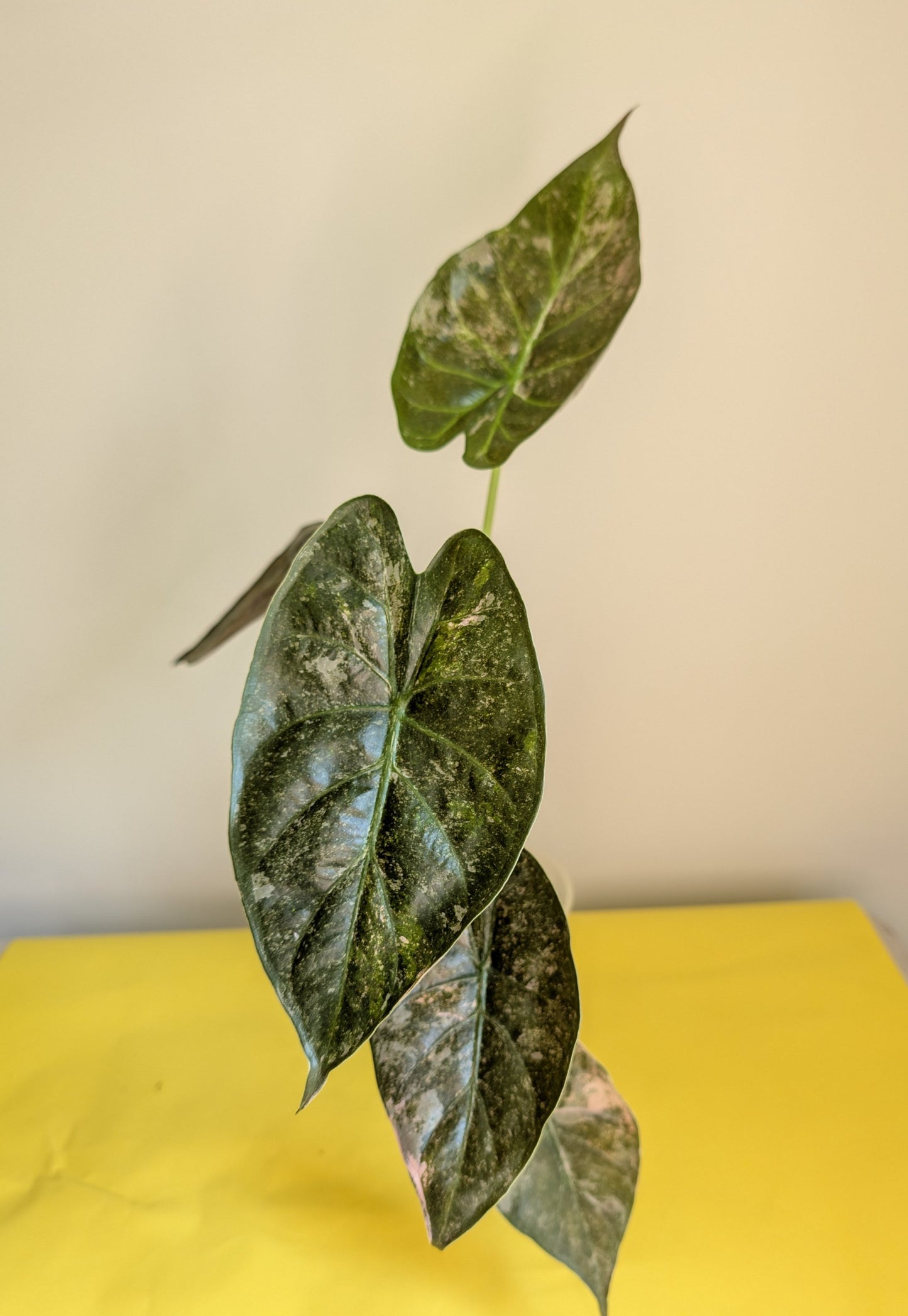 Alocasia wenti silver pink