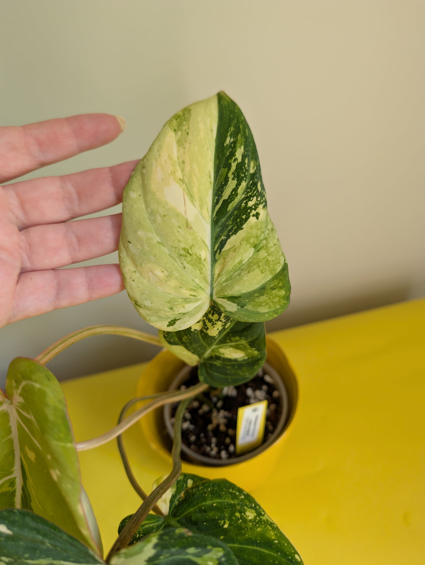 Philodendron gloriosum tricolor variegated