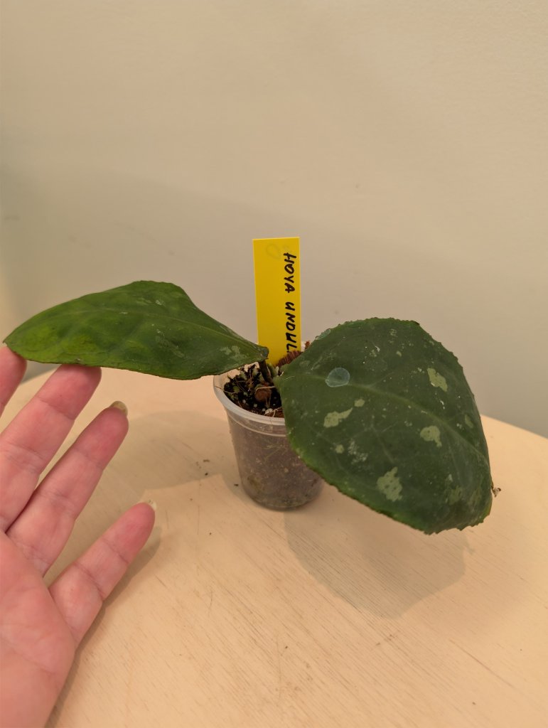 Hoya Undulata Round leaf