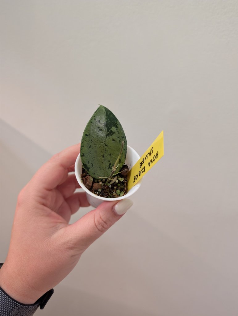 Hoya KSB08 silver / Uncommon hoya
