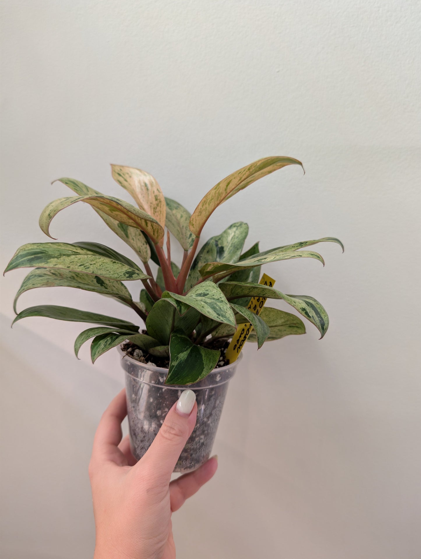 Philodendron green Congo mint variegated dwarf