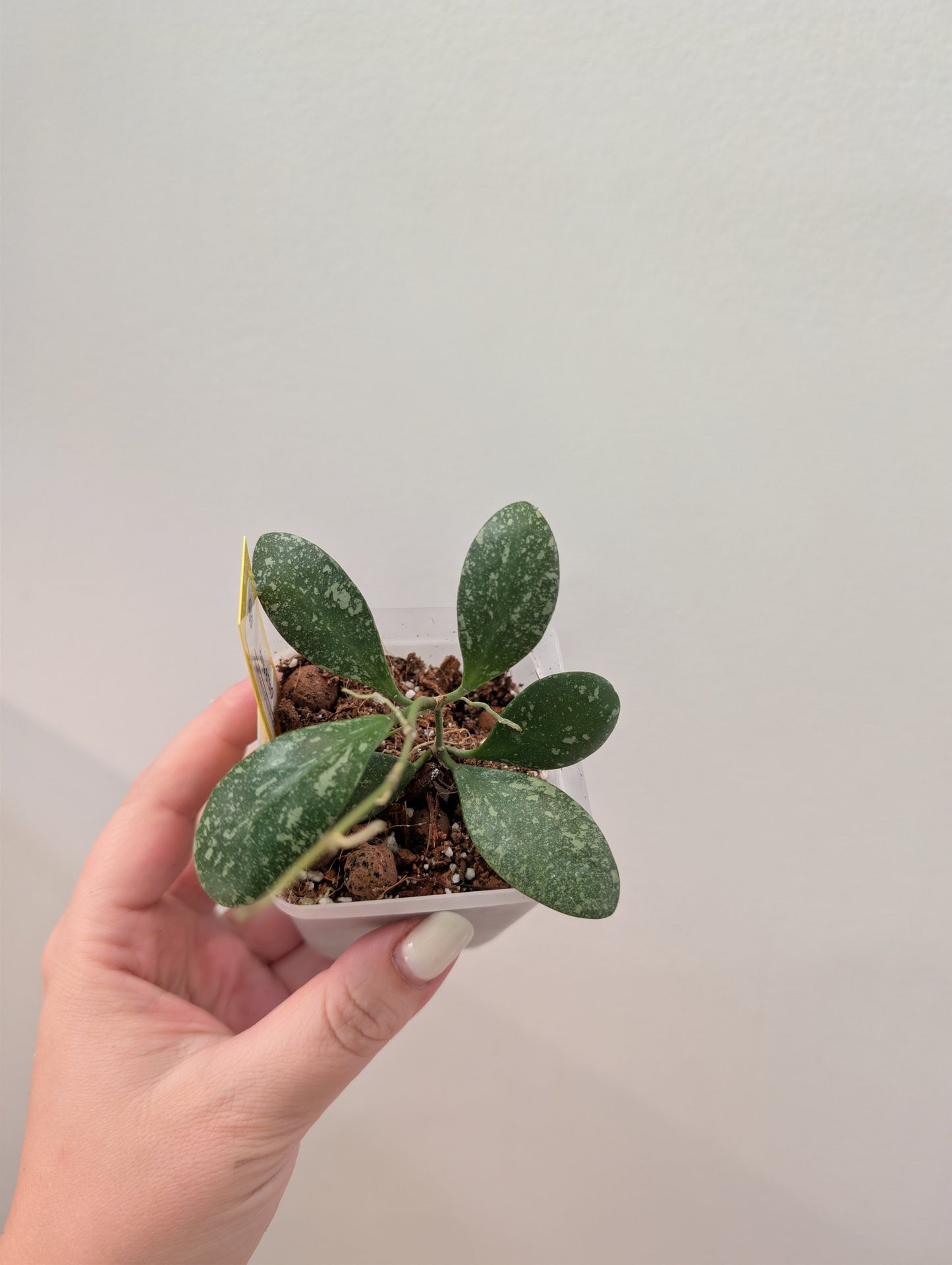 Hoya ETS 10