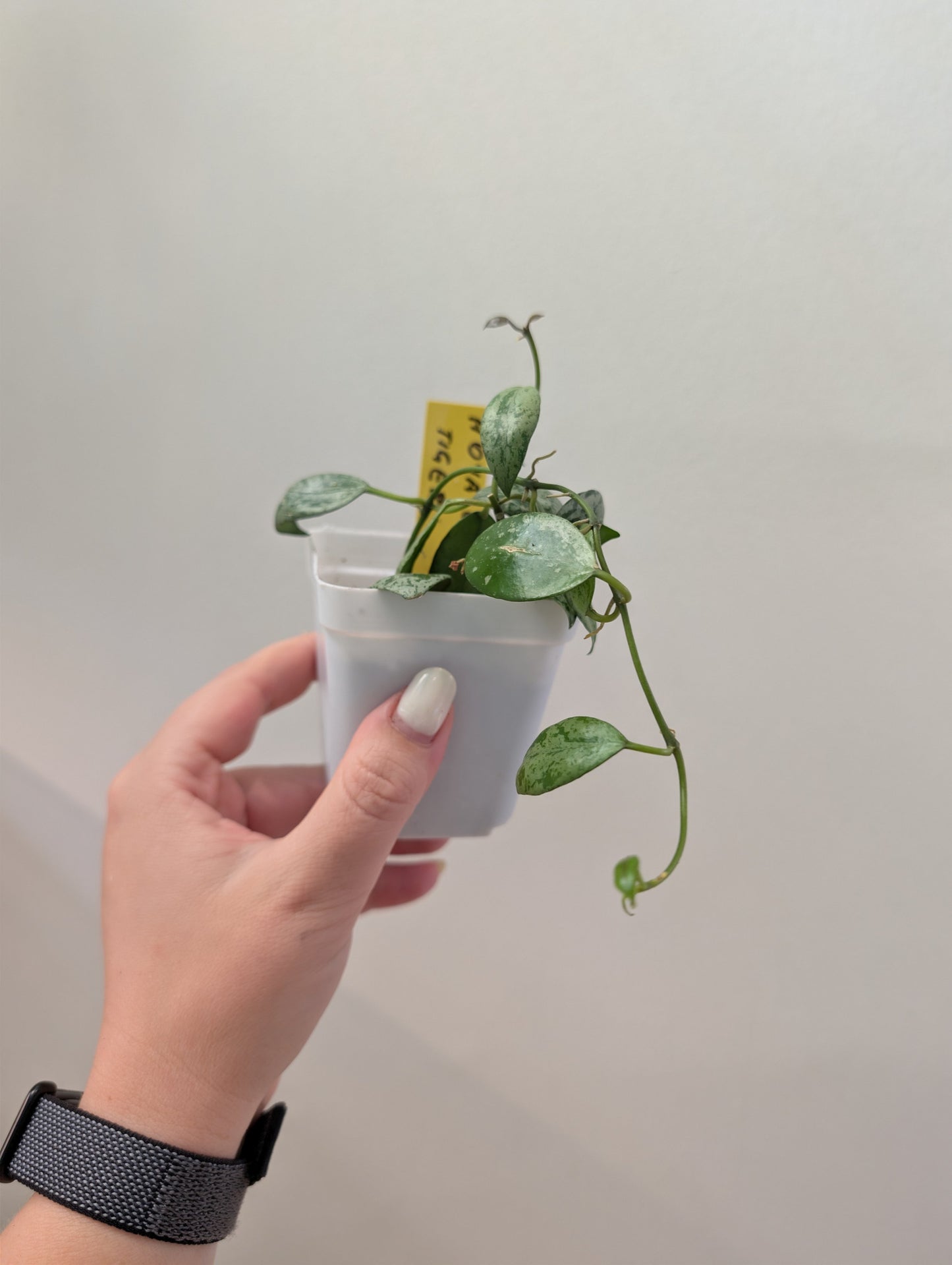 Hoya Lacunosa peau de tigre argentée