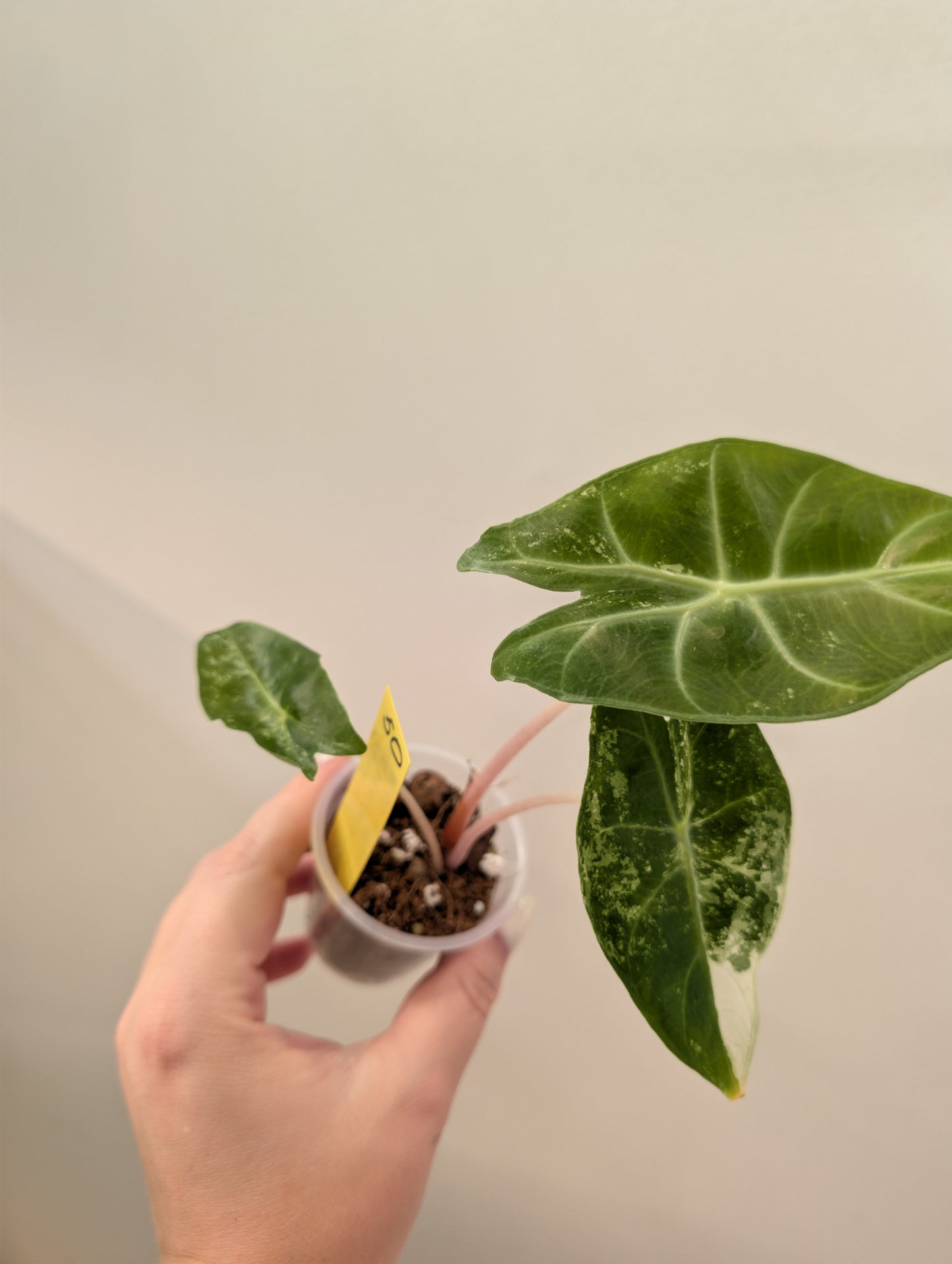 Alocasia Pink Dragon panaché CORM