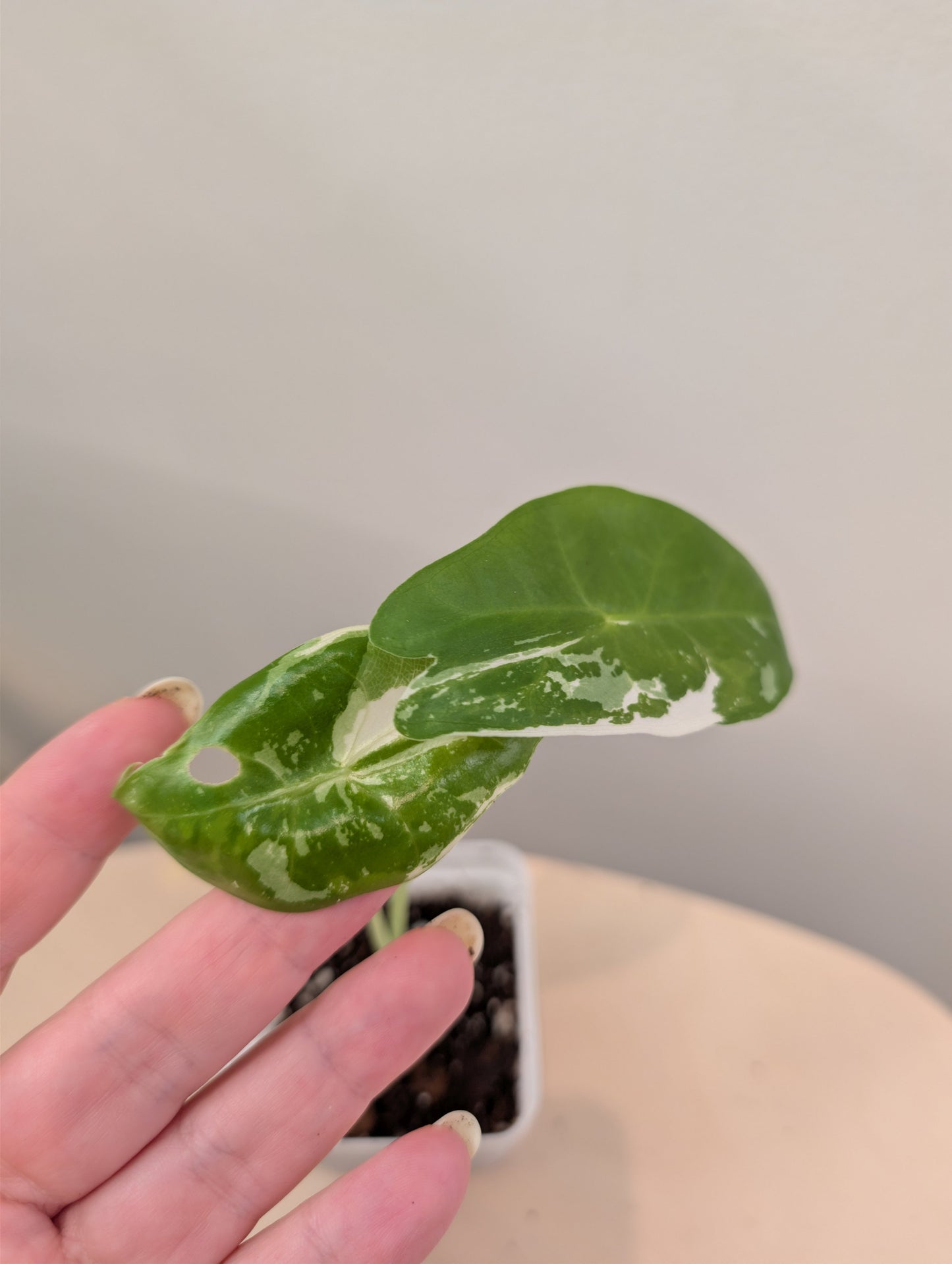 Alocasia acuminata variegated/ / uncommon alocasia