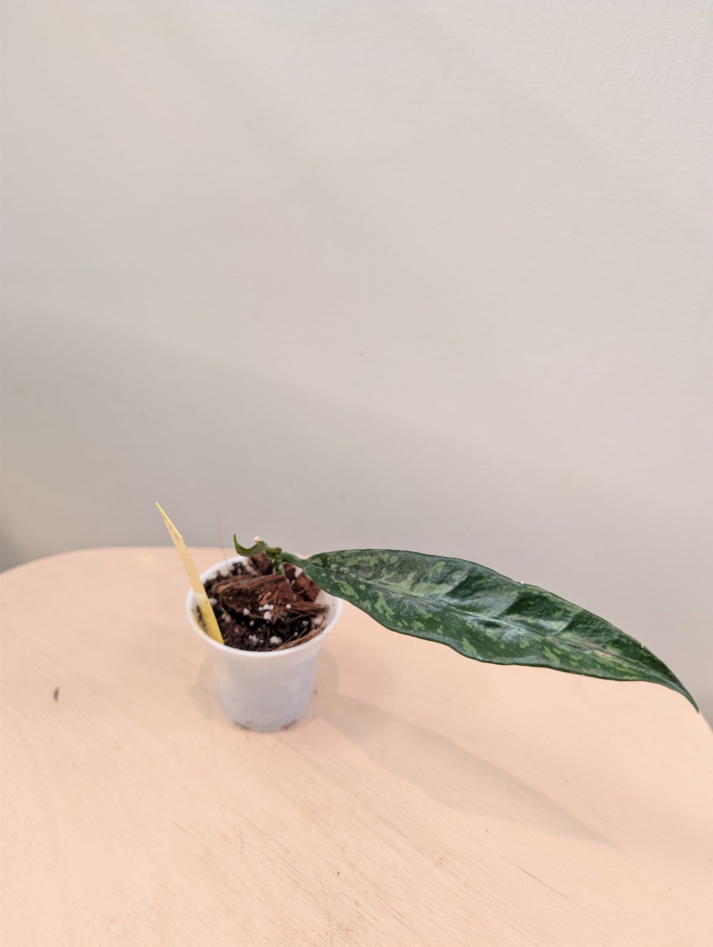 Hoya Griffithi Splash
