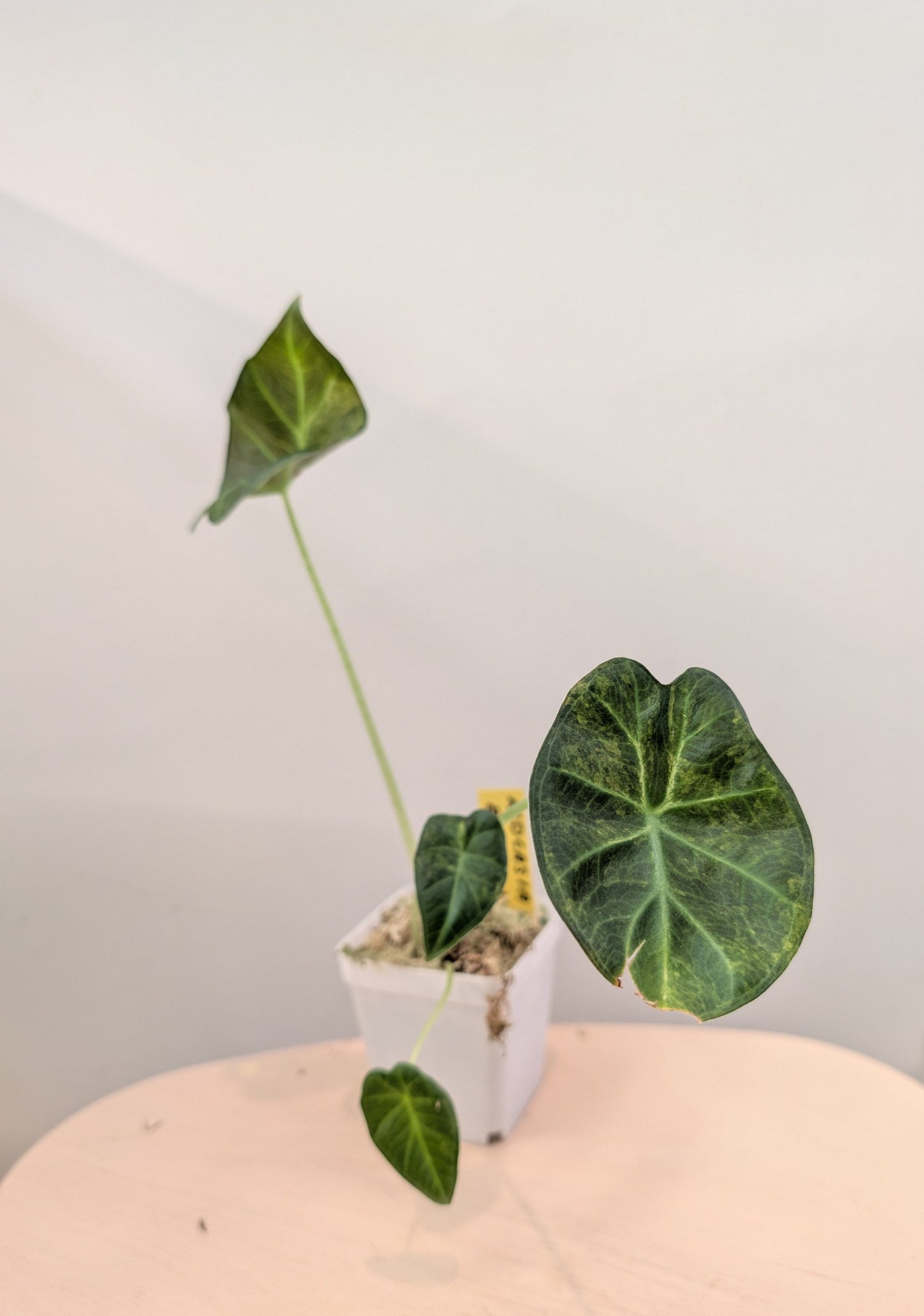 Alocasia regal shield aurea variegated / first photo - motherplant