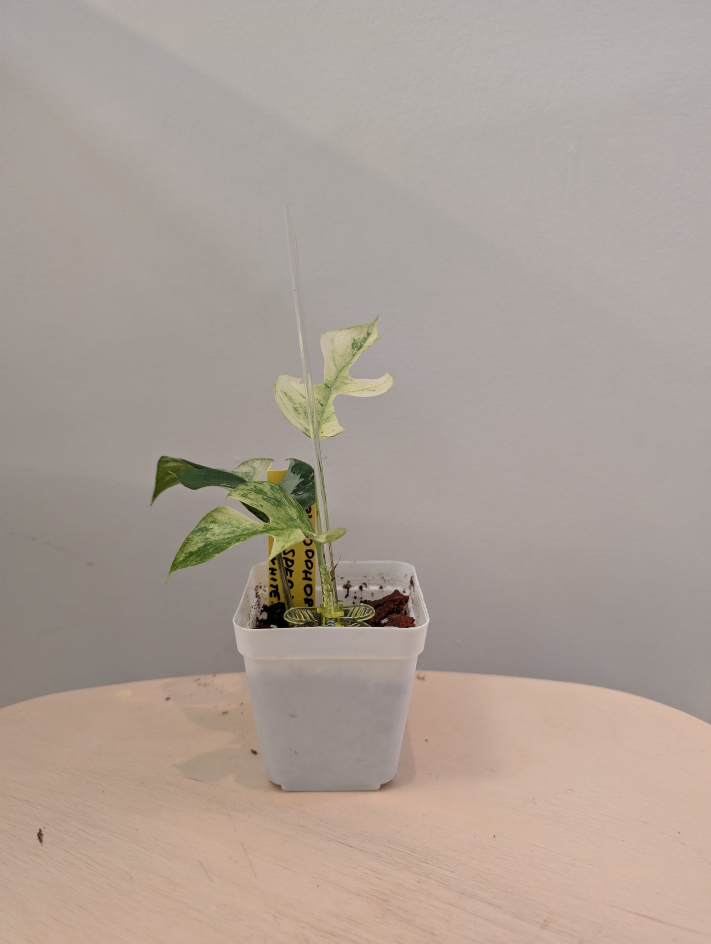 Raphidophora tetrasperma Migma variegated