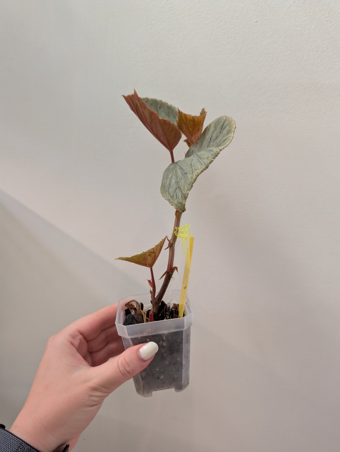 Begonia Silver Suede