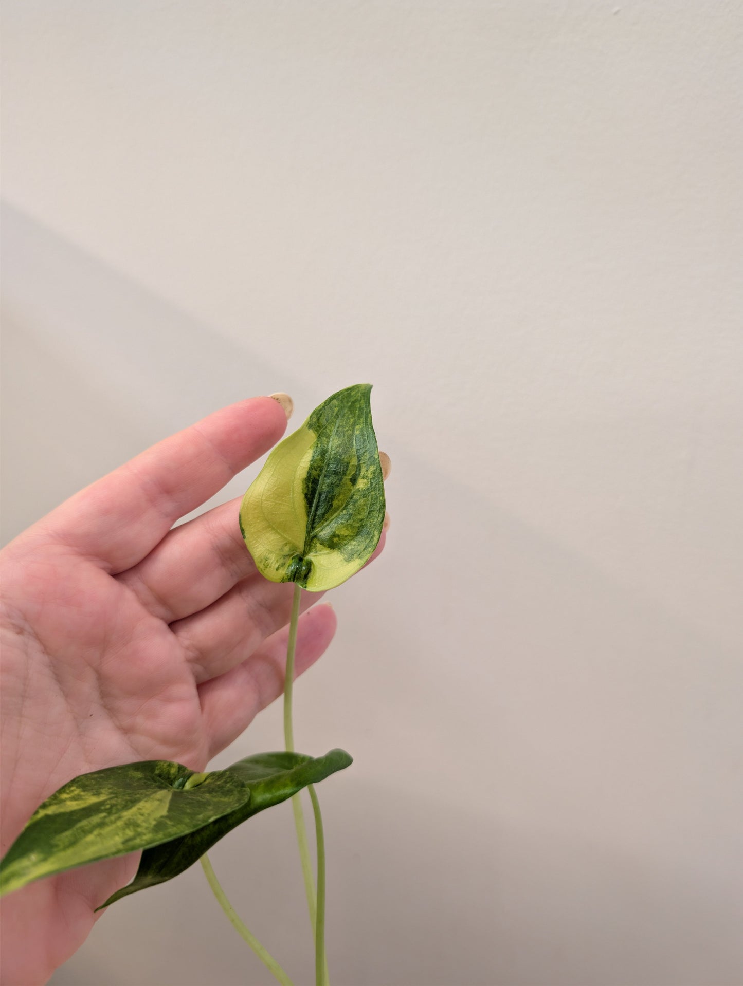 Alocasia cuculata yellow variegated