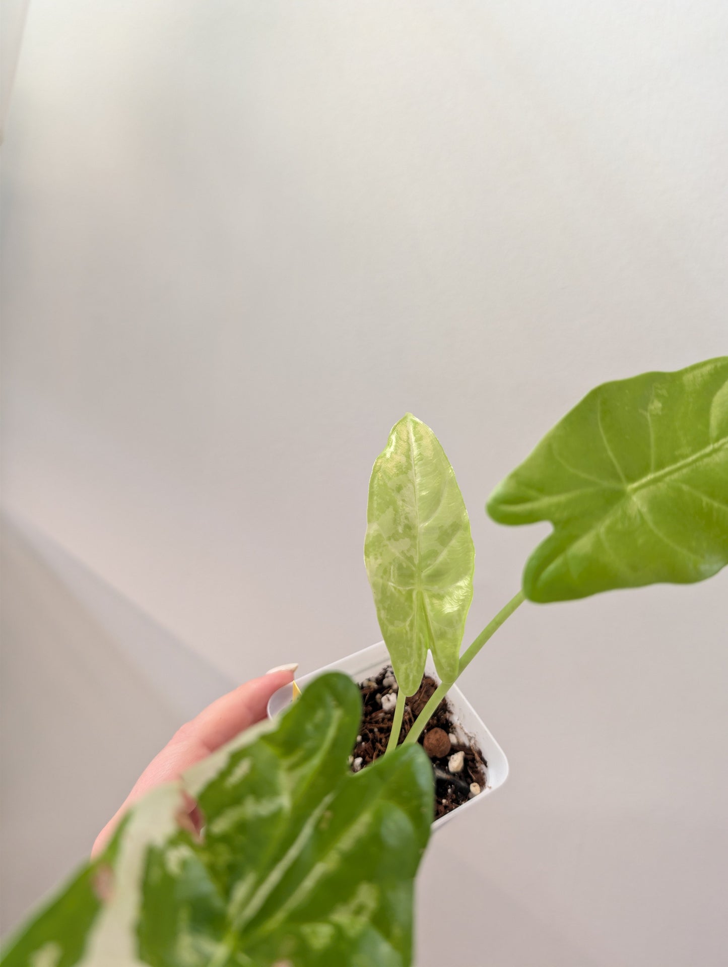Alocasia acuminata panachée / Alocasia rare 🦄
