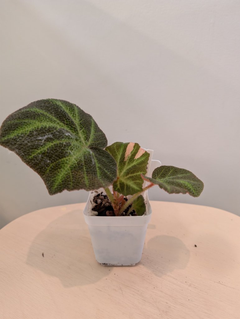 Begonia Soli Mutata variegated / First Photo - mother plant