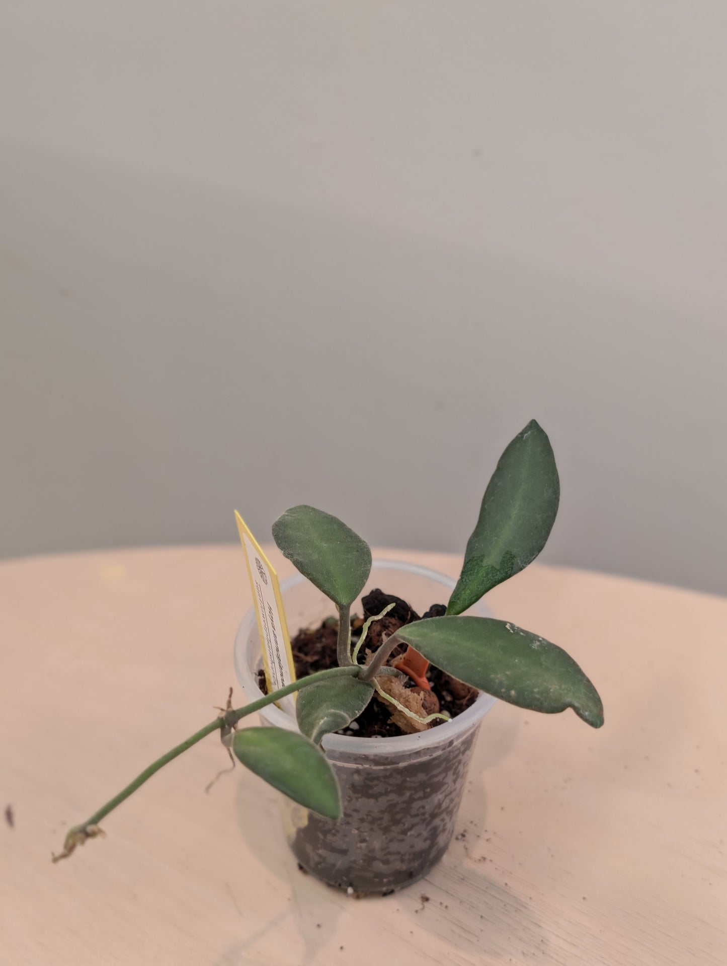 Hoya Anncajanoae with velvety leaves