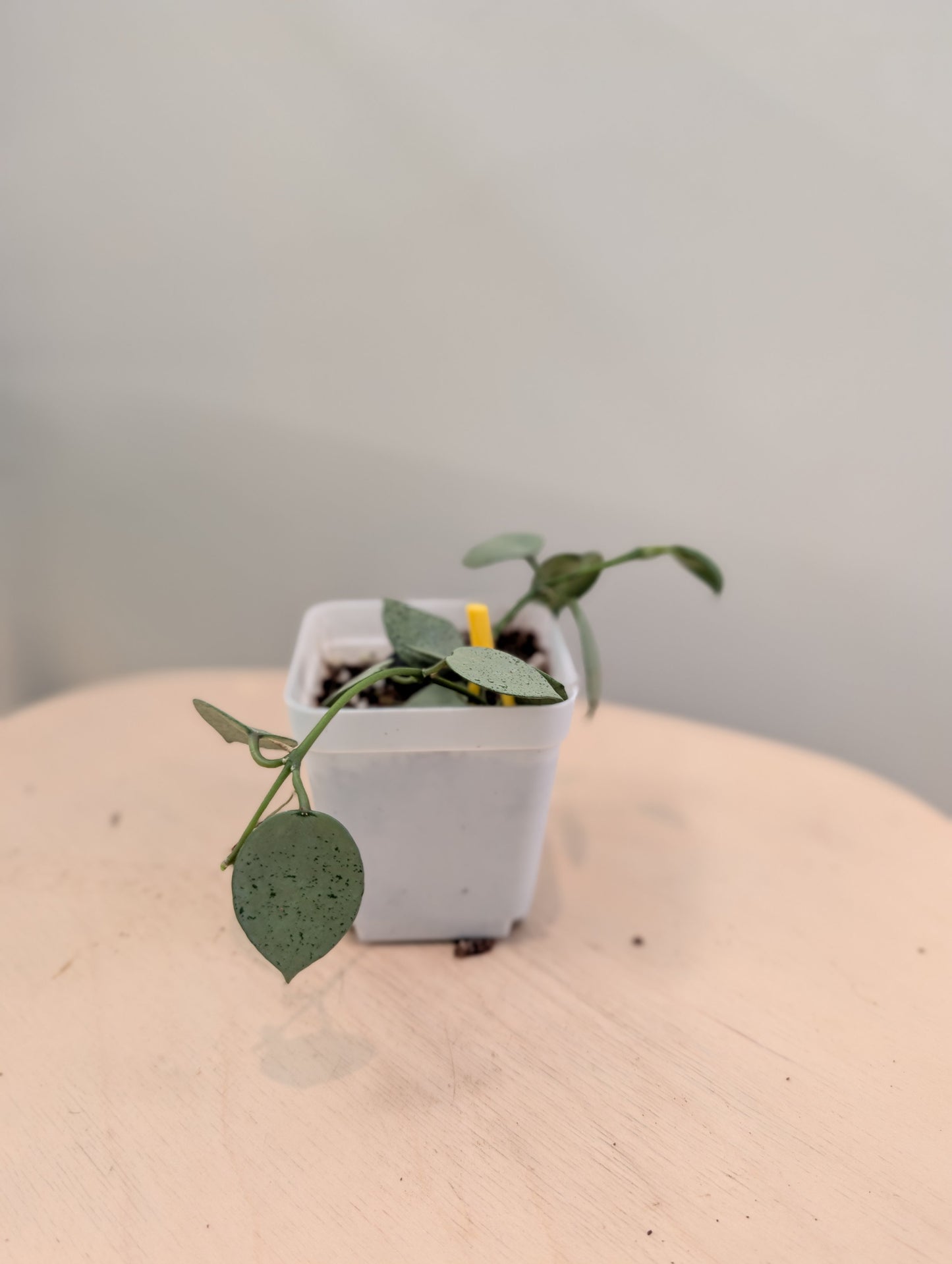 Hoya Lacunosa silver mint coin
