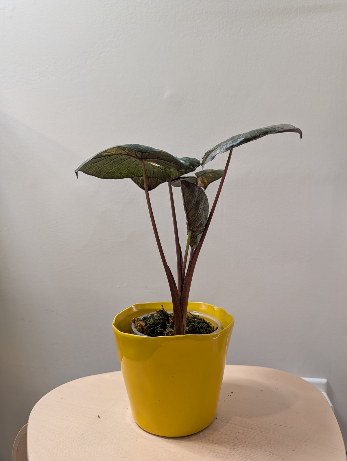 Alocasia serendipity pink variegated