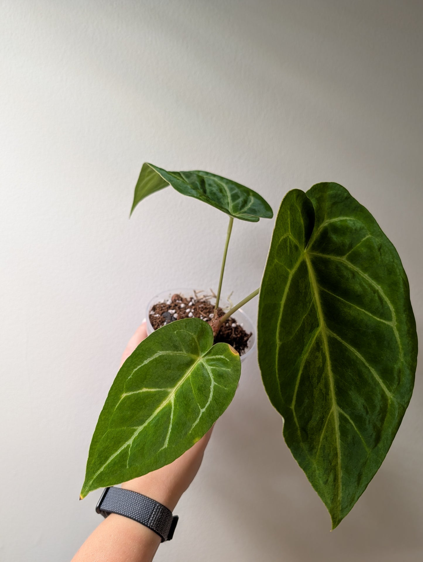 Anthurium crystallinum, feuilles panachées menthe scintillante / première photo - plante mère