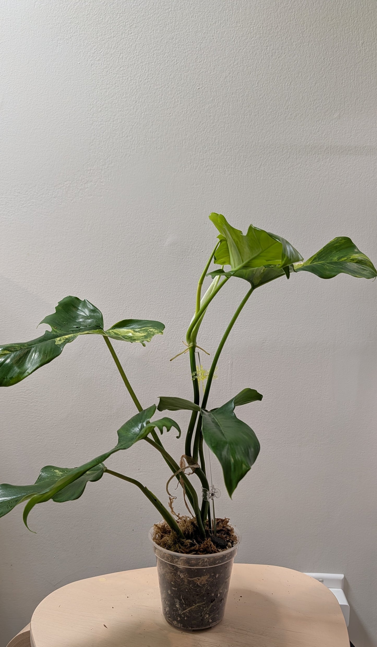 Philodendron Florida Beauty x Mayoi Variegated