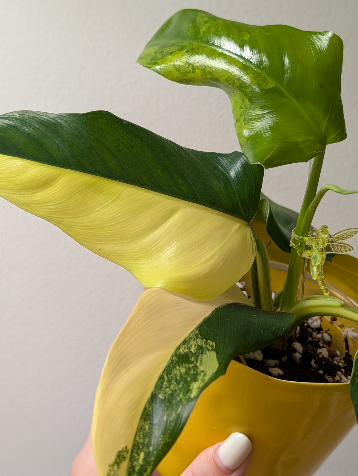 Philodendron Domesticum variegated