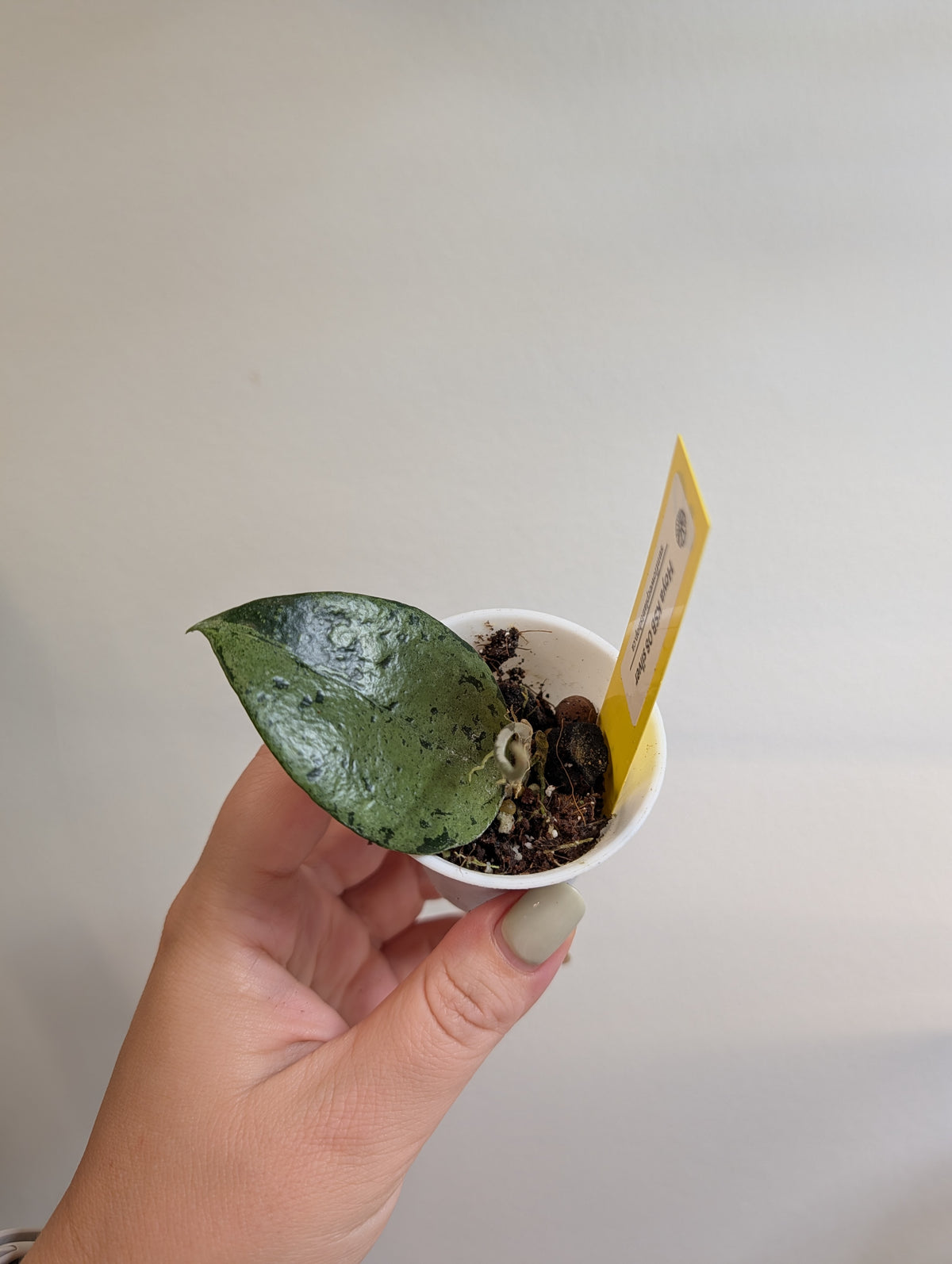 Hoya KSB08 silver / Uncommon hoya