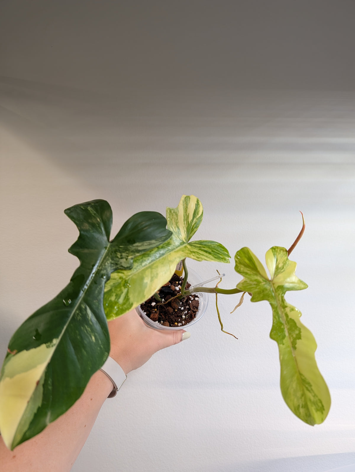Philodendron Florida et Tortum panaché