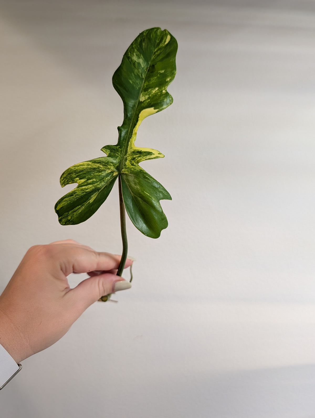 Philodendron Florida Beauty & Tortum Hybrid / cutting wrapped with moss