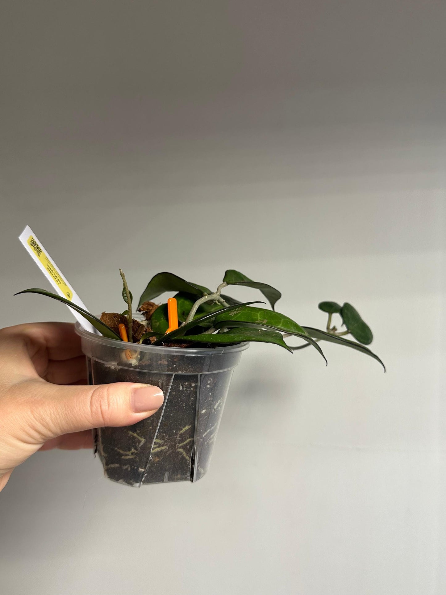 Hoya black margin splash / a few cuttings in a pot