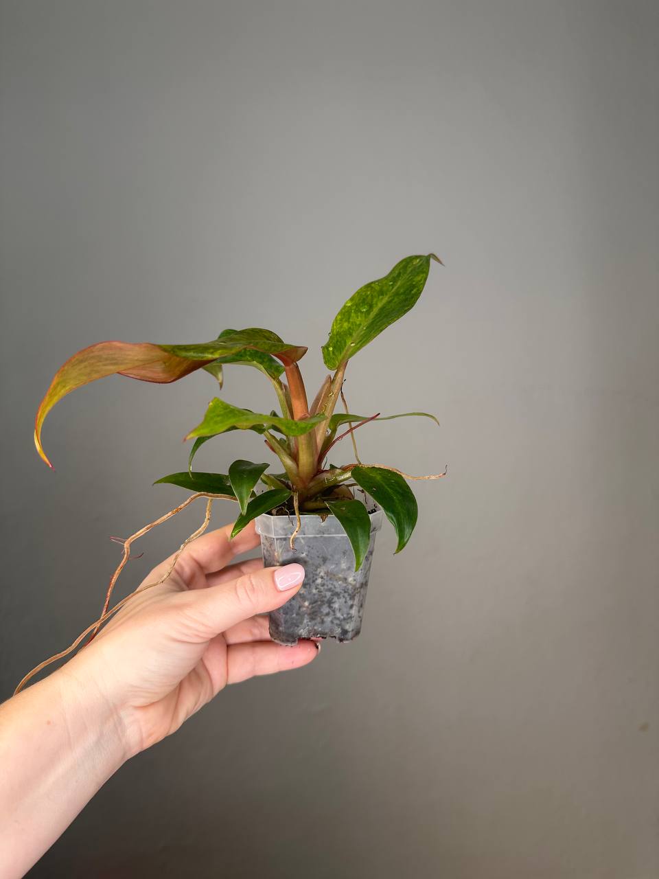 Philodendron Orange Marmalade