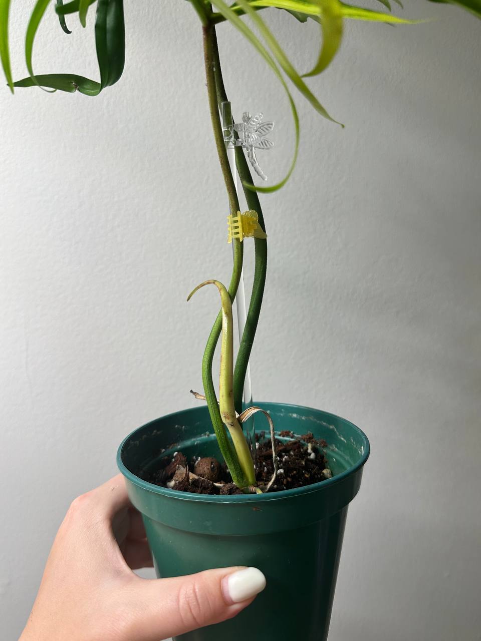 Philodendron Polypodioides & Florida Beauty variegated