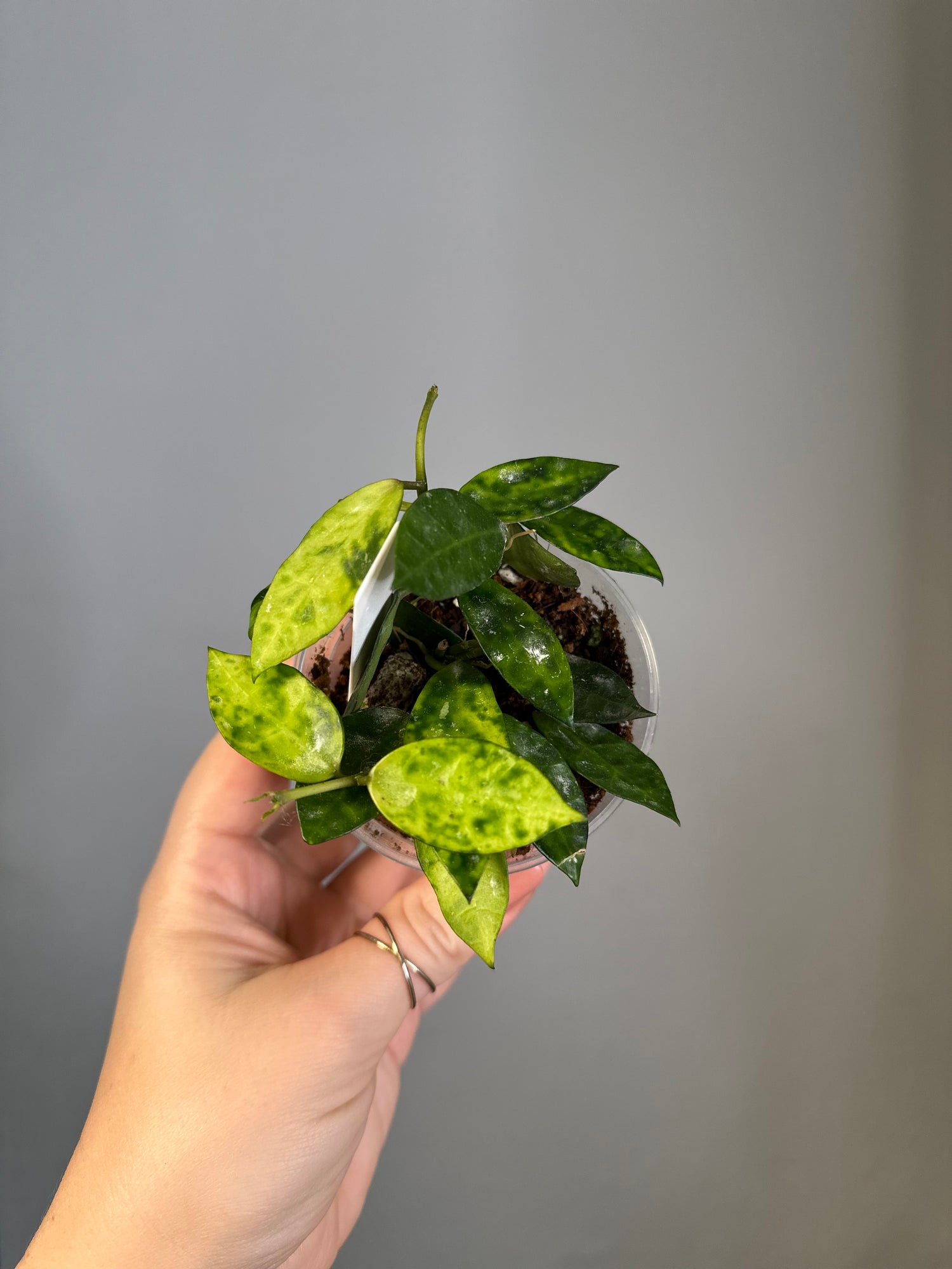 Hoya