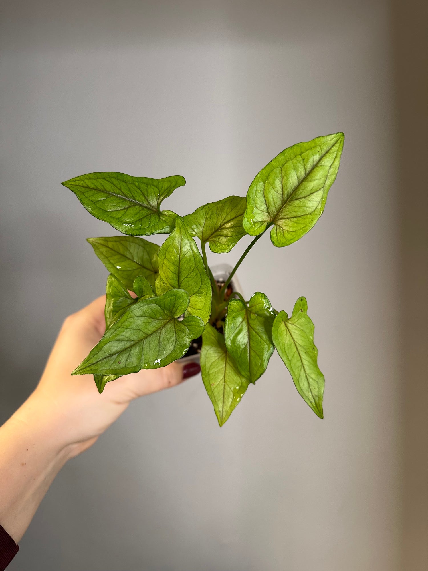 Syngonium