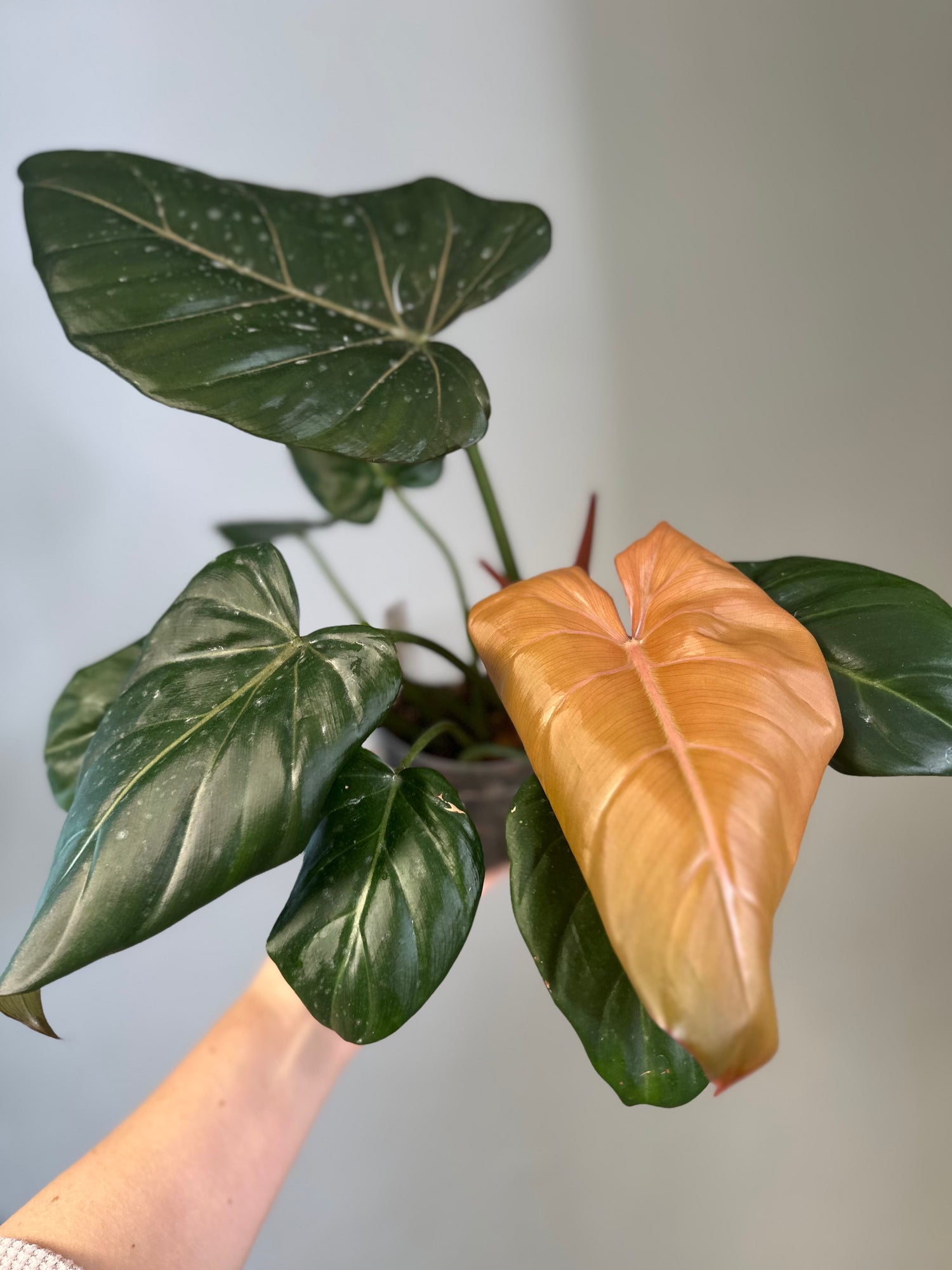 Philodendron