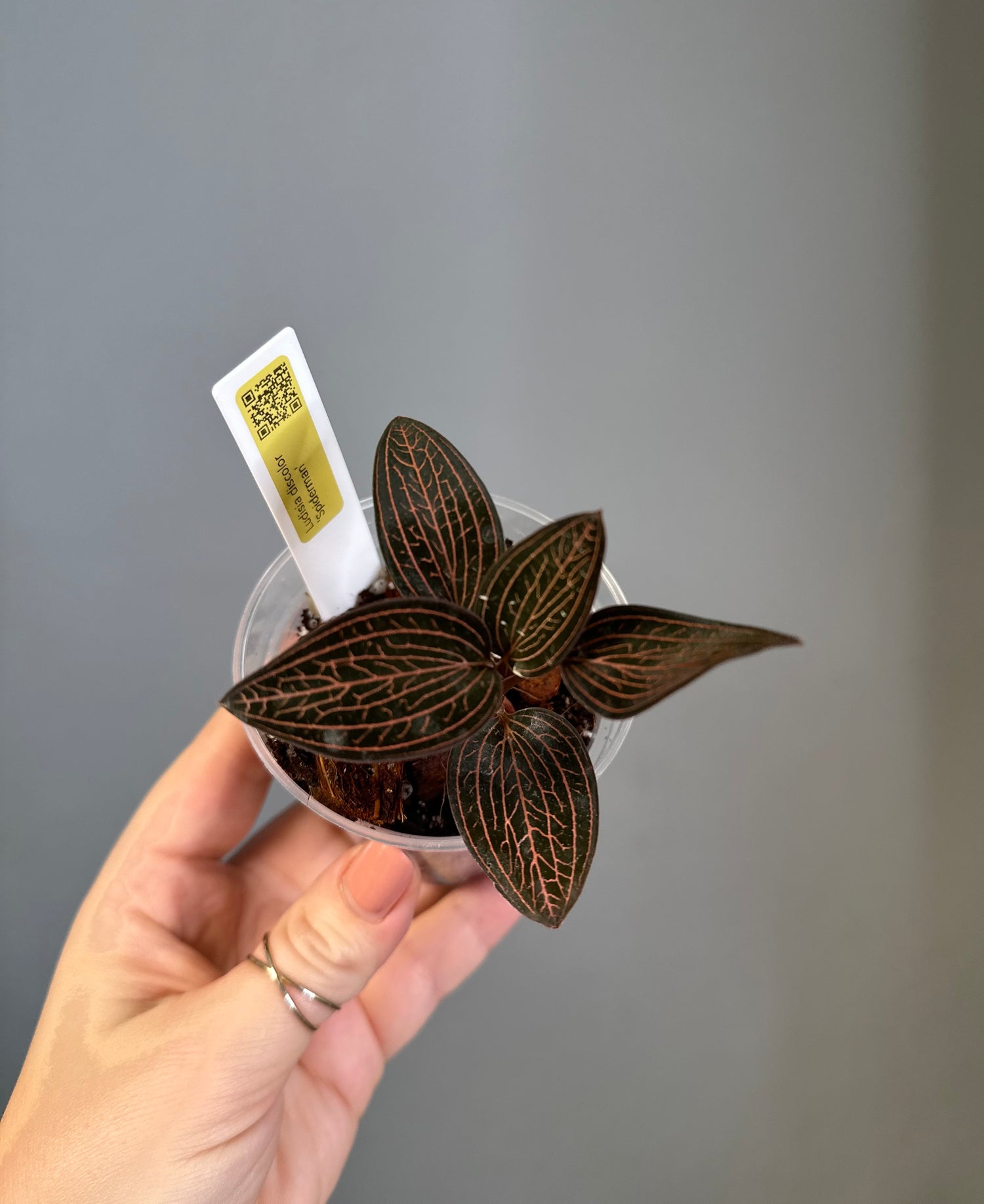 Other plants