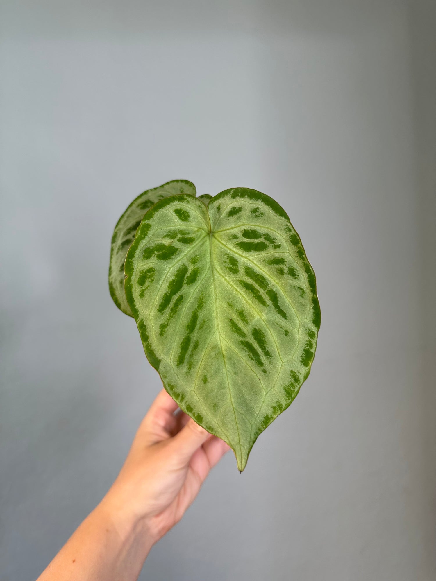 Anthurium