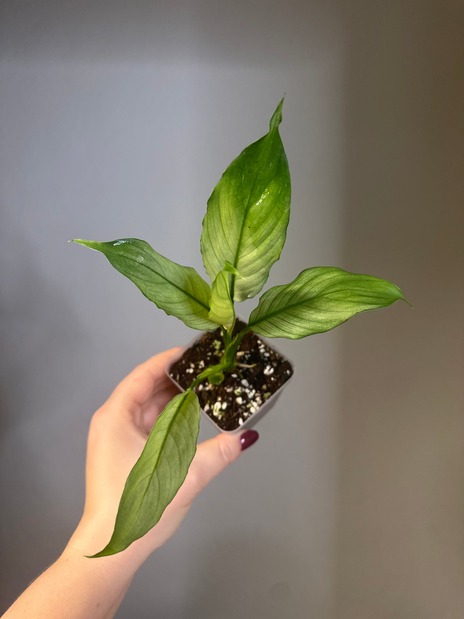 Spathyphillum / Peacy Lily