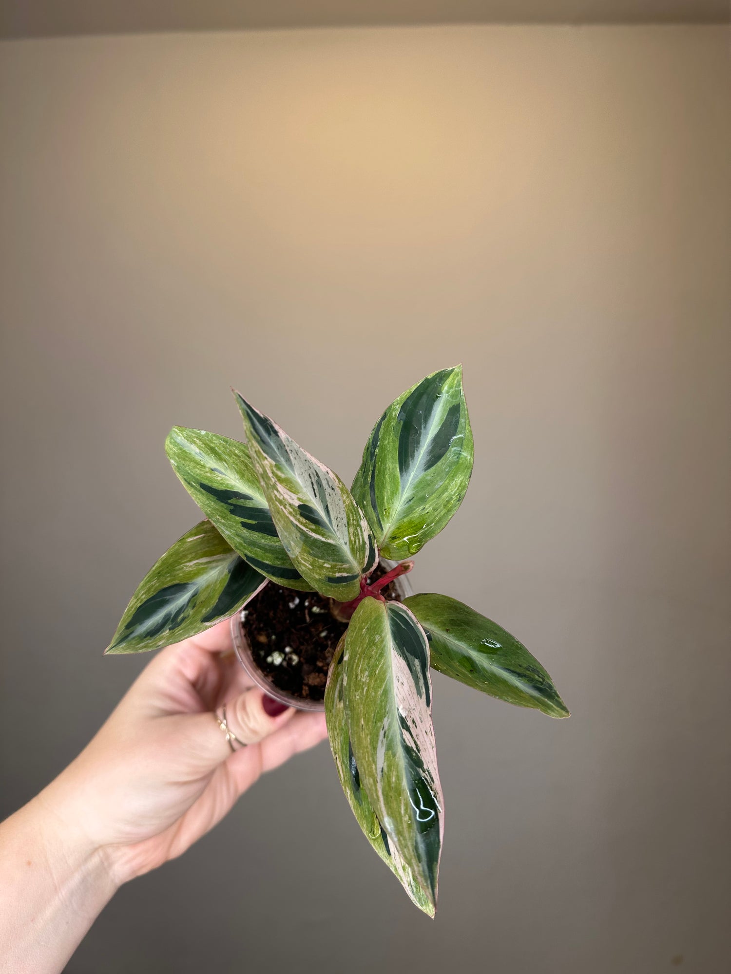 Maranthacae