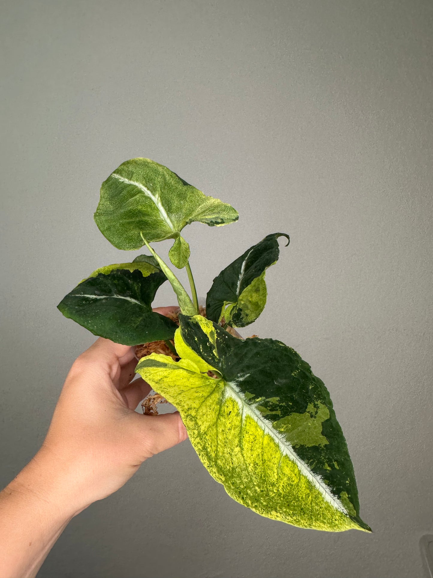 Syngonium scrambled eggs 🍳 nice color ✨