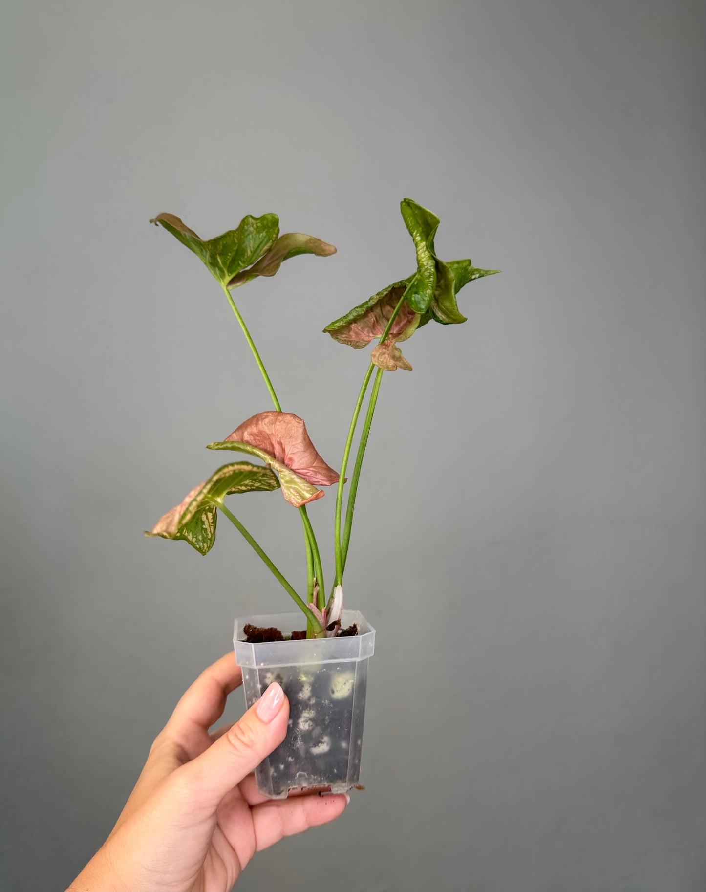 Syngonium pink mosaic
